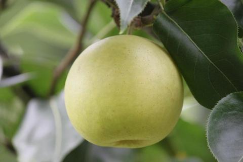 【先行予約／数量限定】京都丹後産 二十世紀梨 5kg（2026年9月上旬～発送）　AM00700