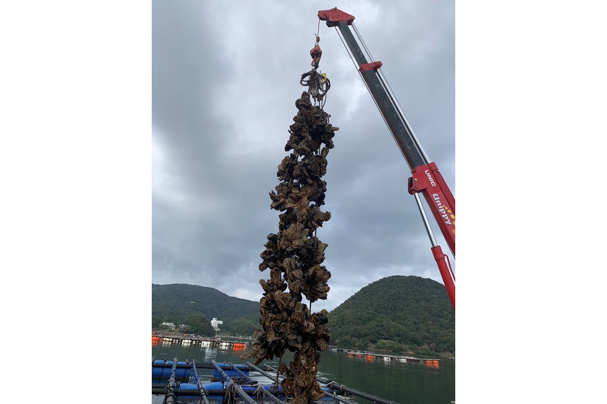 【先行予約】京都・京丹後産　鮮度抜群！濃厚肉厚岩牡蠣（生食用）約5kg（約10個）（殻付き・かんかん入り・冷蔵・ナイフ付き）　AH00018