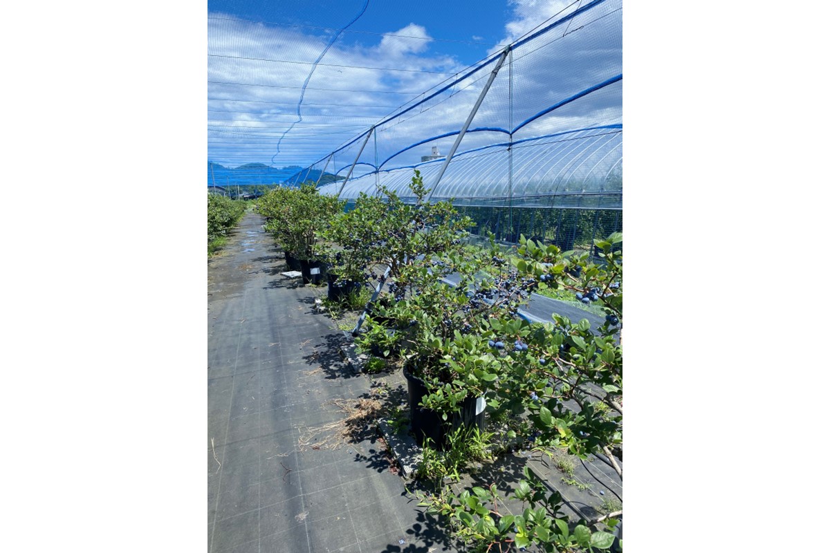 国産ブルーベリーピューレ　農薬不使用（3瓶）　BM00001