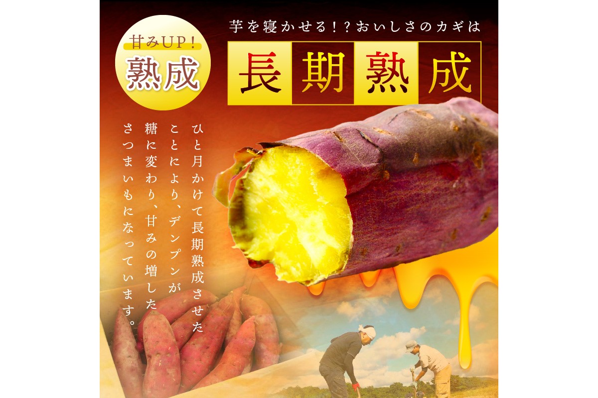 ＜てんとうむしばたけ＞有機さつまいも(紅はるか)5kg　有機野菜 さつま芋 サツマイモ 薩摩芋 ふるさと納税 野菜 イモ 期間限定 紅はるか 甘い 貯蔵 熟成 オーガニック ねっとり あまい焼き芋 国産 ほくほく 土付き 旬 秋 京都産　BR00074