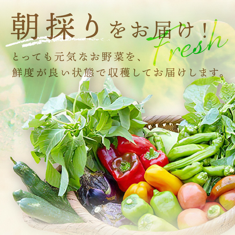 【先行予約：8月配送】＜てんとうむしばたけ＞夏のオーガニック野菜セット　有機野菜6～7種前後　BR00057_08