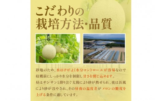 【先行予約／数量限定150】砂姫メロン1玉！大玉2L以上！女性に人気！（2026年6月下旬～発送）　JK00027
