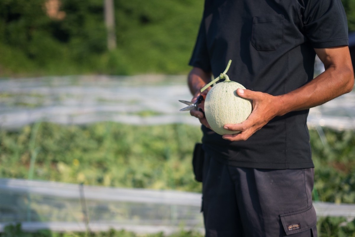 【先行予約】幻のメロン 新芳露 1玉（2026年7月下旬～発送）　BF00003