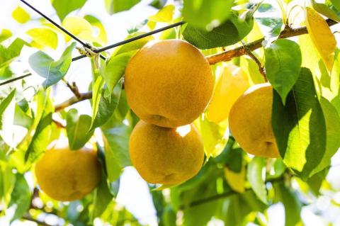 【先行予約】樹上完熟 豊水梨 5kg（10～16個）（2026年8月下旬～発送）　BF00010