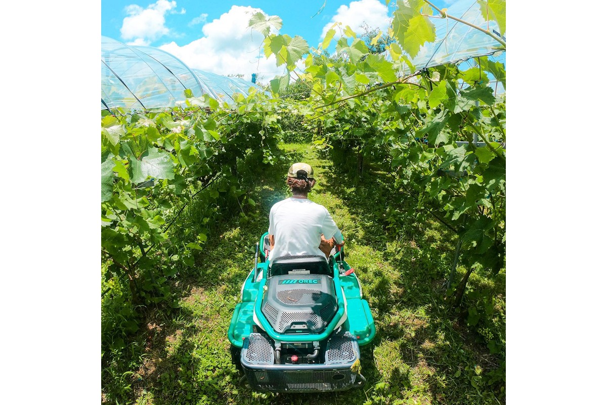 【先行予約】樹上完熟 シャインマスカット 1.2kg（2～3房）（2026年9月中旬～発送） ふるさと納税 シャインマスカット しゃいんますかっと 葡萄 ブドウ ふるーつ 甘い あまい ギフト お取り寄せ　BF00016