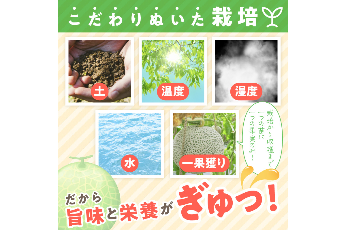 【先行予約／数量限定100】ゆめろんファームの青肉メロン（2026年6月上旬～発送）　DE00153