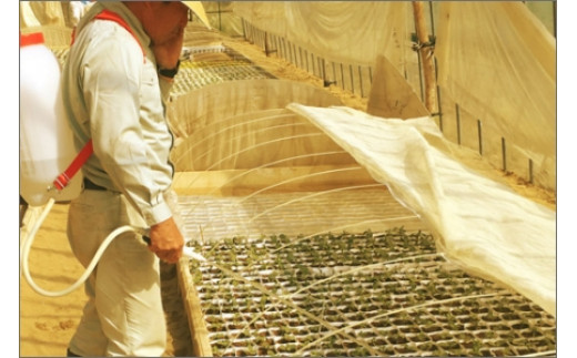 【先行予約／数量限定30】プレミアムメロン（新芳露・黄美香）セット（2026年7月下旬～発送）　DE00157