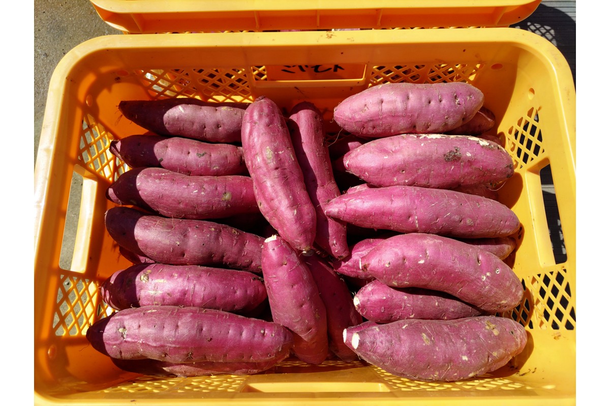 紅はるかの干し芋（京都産） 2袋入　国産 紅はるか 和菓子 さつまいも ほしいも ふるさと納税 干し芋　DJ00002