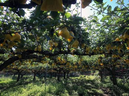 【先行予約／数量限定100】【訳あり】20世紀梨 優品 5kg（13～20玉入り）（2026年9月上旬～発送）　SF00039