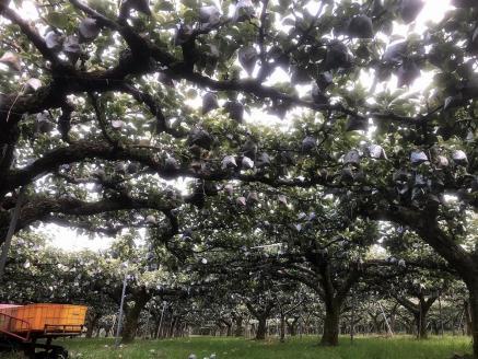 【先行予約／数量限定100】【訳あり】新興梨 優品 5kg（8～16玉入り）（2026年10月上旬～発送）　SF00043