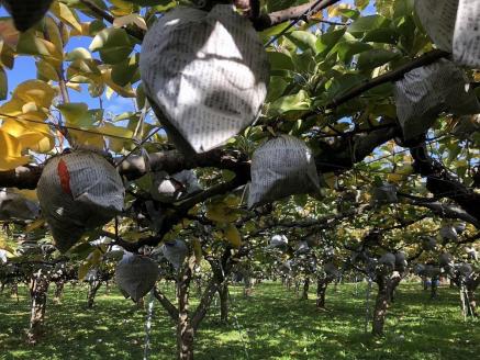 【先行予約／数量限定20】愛宕梨 秀品 5kg（5～12玉入り）（2025年11月下旬～発送）　SF00024