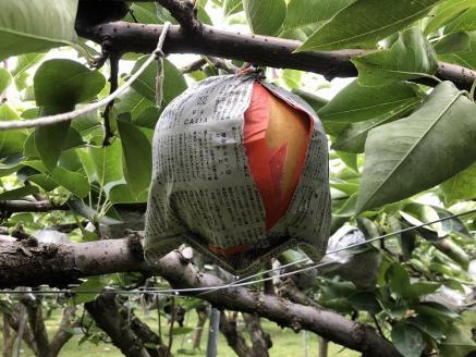 【先行予約／数量限定50】【訳あり】愛宕梨 優品 5kg（5～12玉入り）（2025年11月下旬～発送）　SF00025