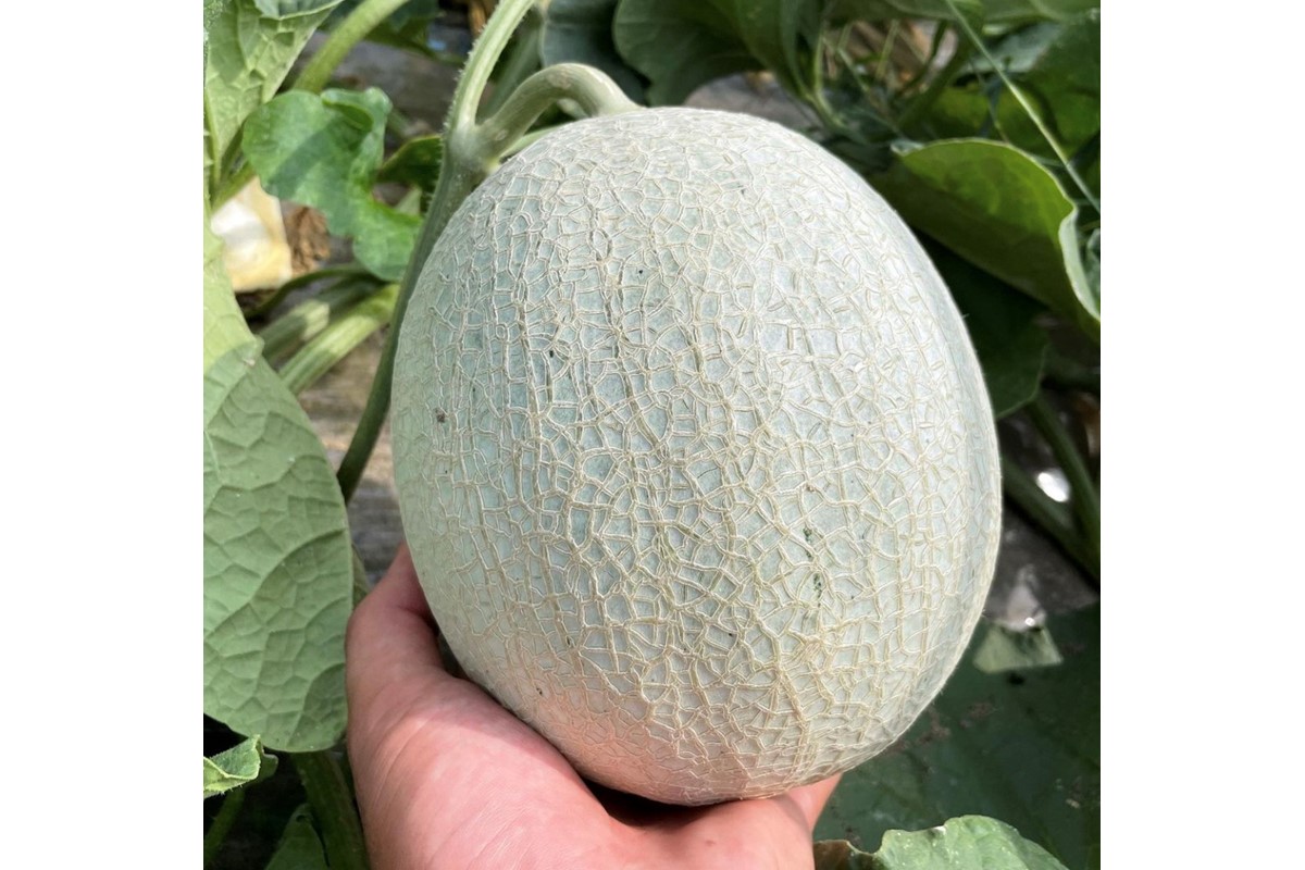 【先行予約／数量限定15】新芳露メロン1玉(2026年7月中旬～発送)　FK00012