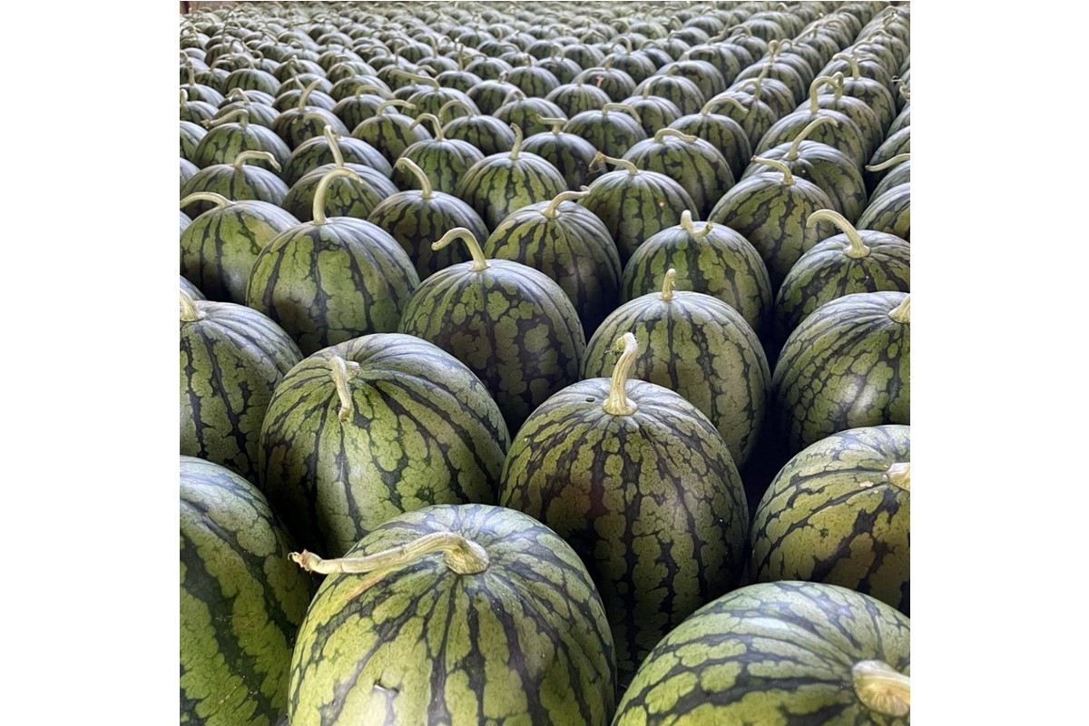 【先行予約／数量限定30】小玉スイカ　姫甘泉2玉(2026年7月中旬～発送)　FK00026