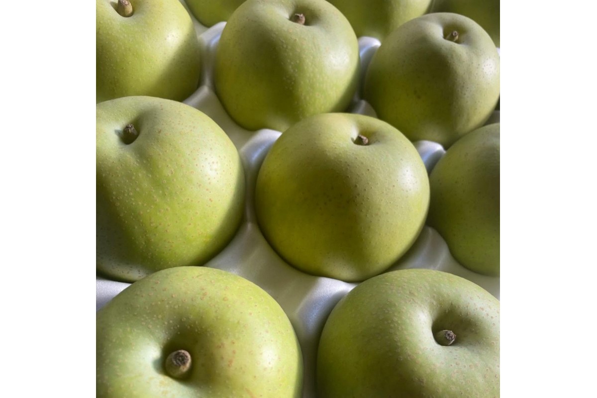 【先行予約／数量限定100】廿世紀梨　5kg（2026年9月上旬～発送）　FK00014