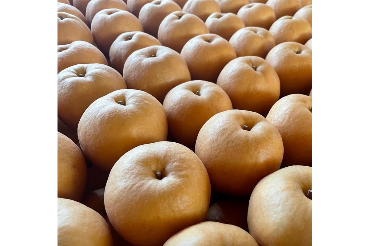 【先行予約／数量限定100】新興梨　5kg（2026年10月中旬～発送）　FK00024