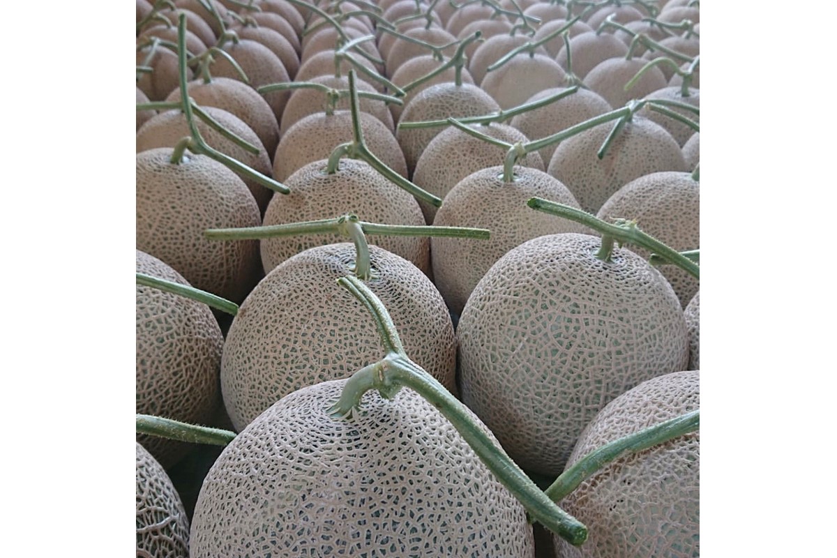 【先行予約／数量限定15】カスタネットメロン1玉(2026年7月中旬～発送)　FK00013