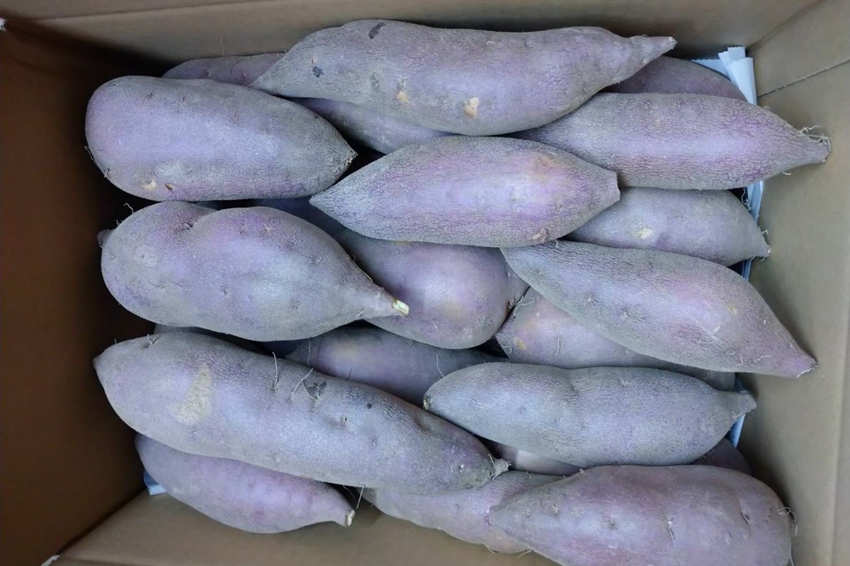 【先行予約】京都京丹後産さつまいも 訳あり 土付き 金時芋 5kg（2025年11月中旬～発送）　FR00019