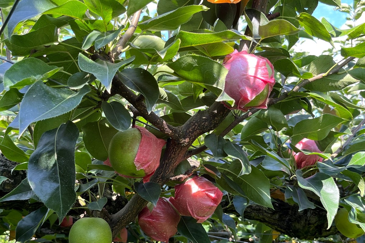 【先行予約／数量限定100】京丹後産 二十世紀梨 大玉 5kg（14～18玉入り）（2026年9月上旬～発送）　HF00009