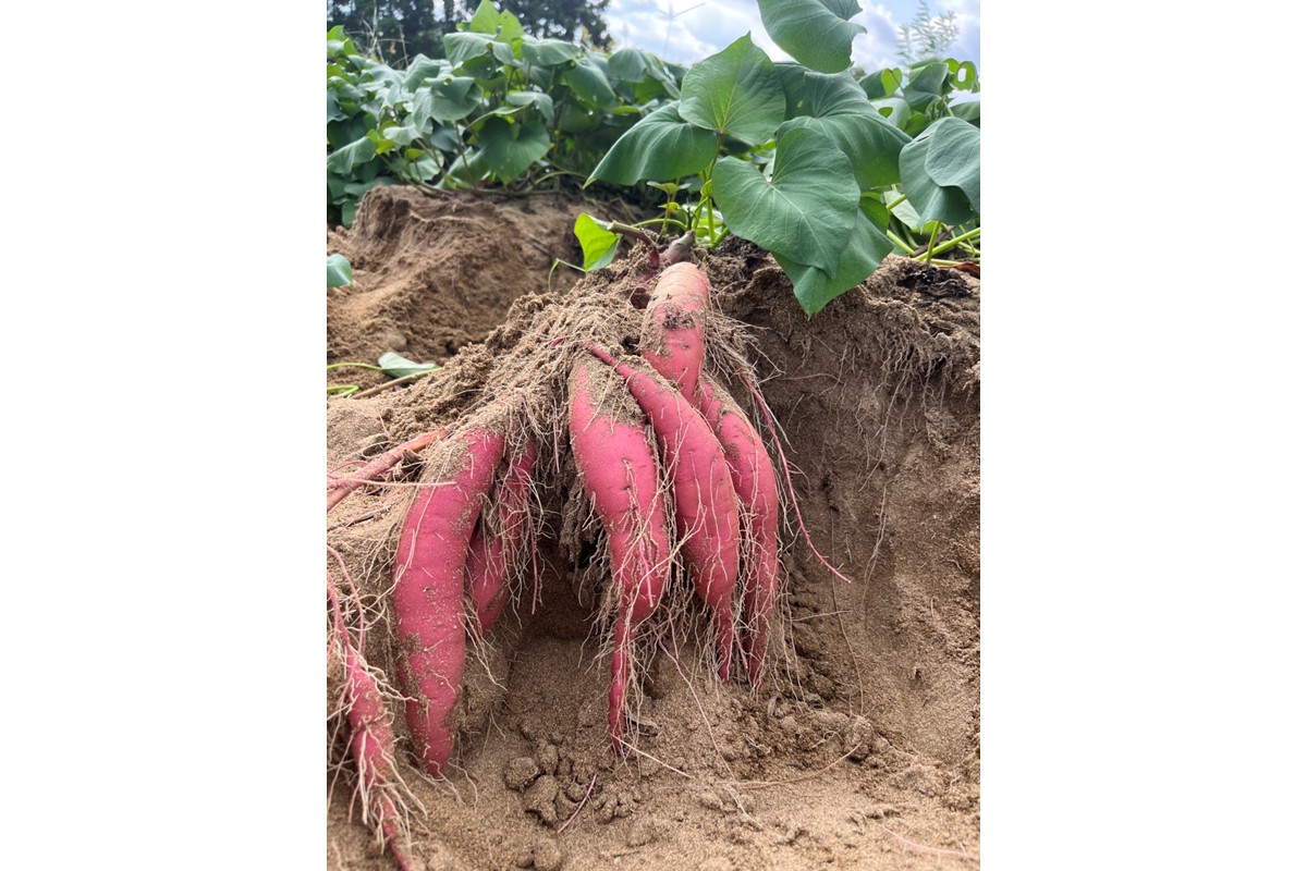 【先行予約／数量限定】訳あり 京丹後産 土付き 紅はるか（さつまいも） 5kg（2026年11月上旬～発送） ご家庭用（優品・無洗・無洗別・特大込み）　HF00015