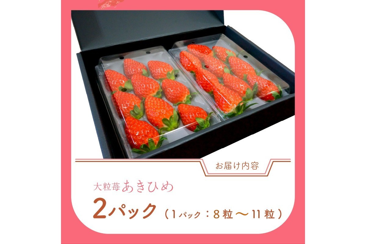 【京丹後産いちご章姫】農園直送便！新鮮大粒いちご 2パック ギフト箱入り／北畿水産　HK00159