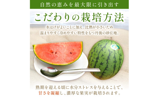 【先行予約／数量限定100】砂丘のたまご（小玉スイカ） 1玉（2026年6月中旬～発送）　JK00032