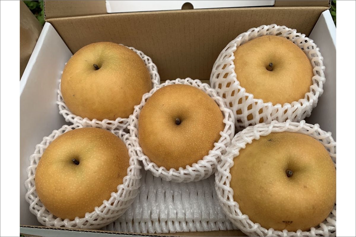 【予約受付】特別栽培米丹後こしひかり3kg＆新興梨5～6個（2026年10月上旬～発送）　KU00072