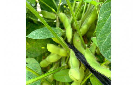 【先行予約／数量限定40】朝採り枝豆（湯上り娘）1kg（250g×4パック）（栽培期間中農薬・化学肥料・除草剤不使用）（2026年7月上旬～発送）　KU00070