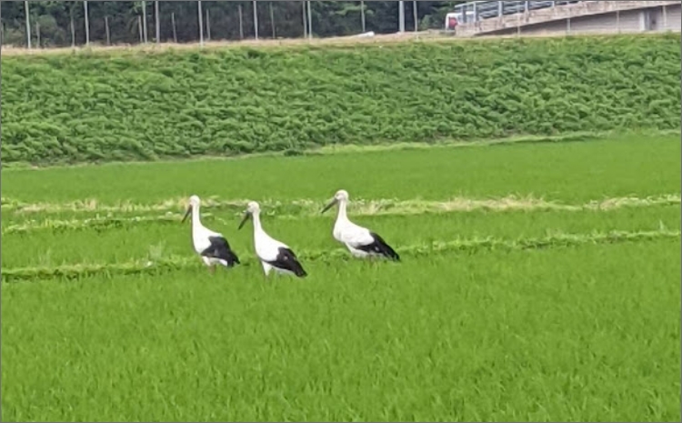 【先行予約】令和8年産 丹後こしひかり 玄米30kg 【特別栽培米】新米　KU00080