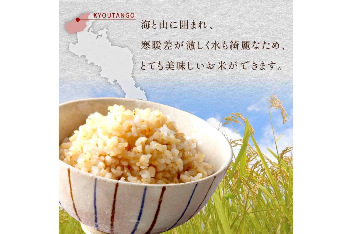 【6ヶ月定期便】2026年産 京都・京丹後峰山 特別栽培米しきゆたか 5kg 【玄米】米 定期便 玄米 しきゆたか　MF00066