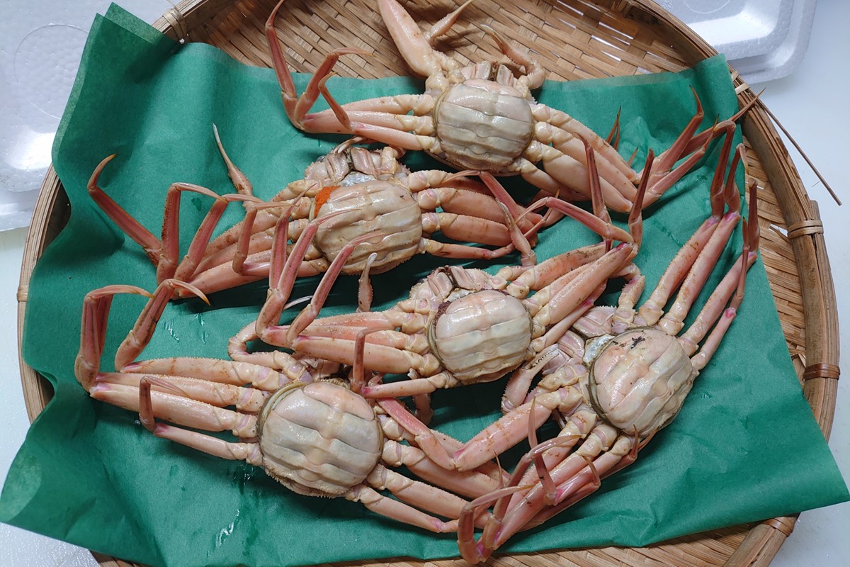 間人漁港仲買人の丸友鮮魚三代目・自慢の間人産セコガニ≪茹で≫10匹セット（1匹130g以上）　MG00002