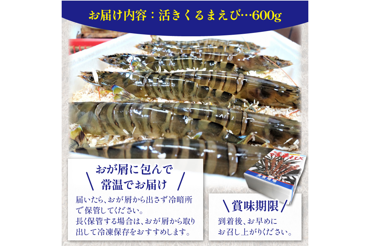 丹後の活きくるまえび 600g（20～30尾）　MN00061