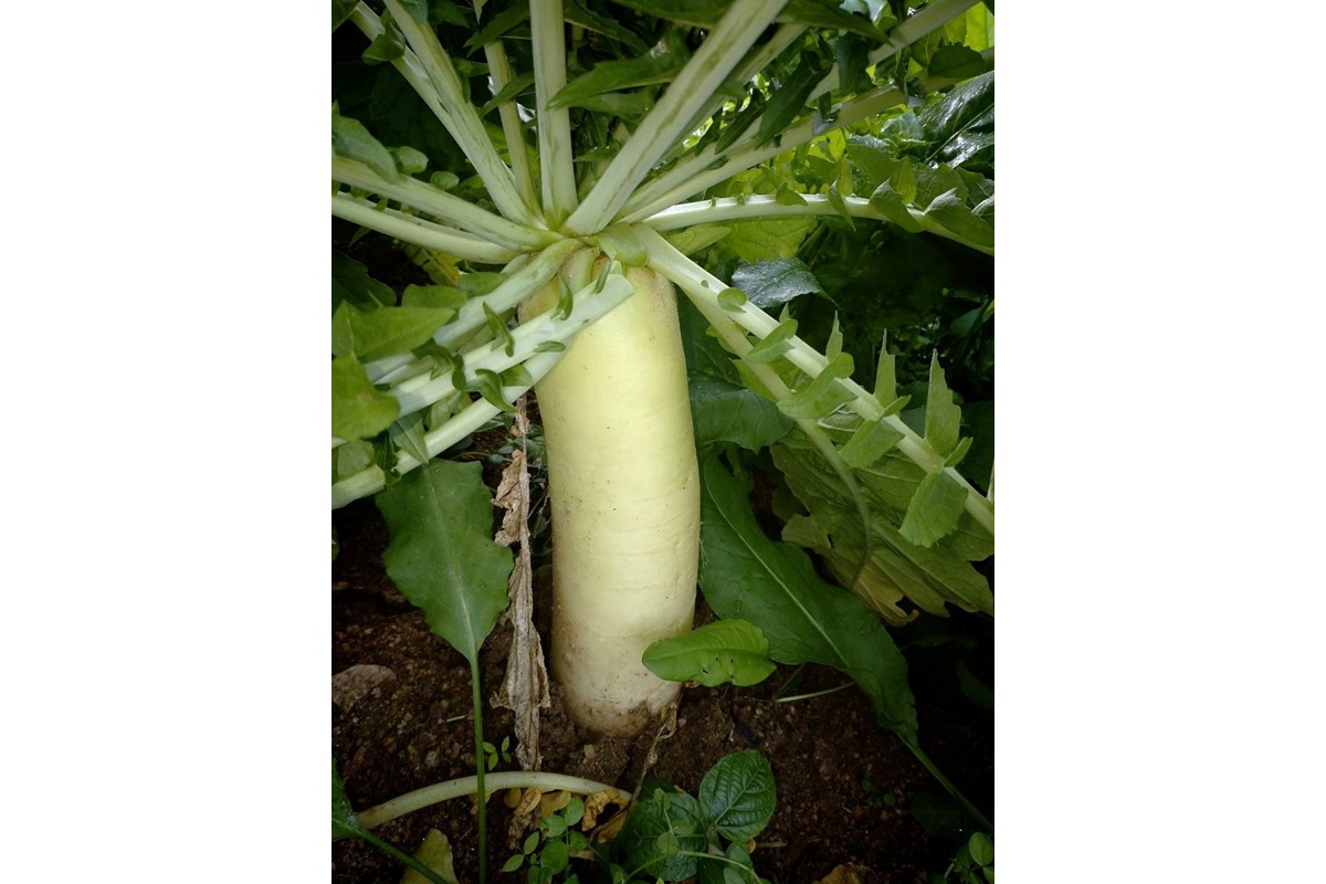 【先行予約】京丹後冬鍋野菜セット（2026年11月上旬～発送）　MY00020