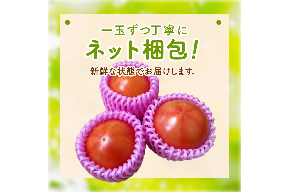 【先行予約】京丹後産 大玉トマト 1kg以上 春夏発送（2026年5月中旬～発送）　MY00013