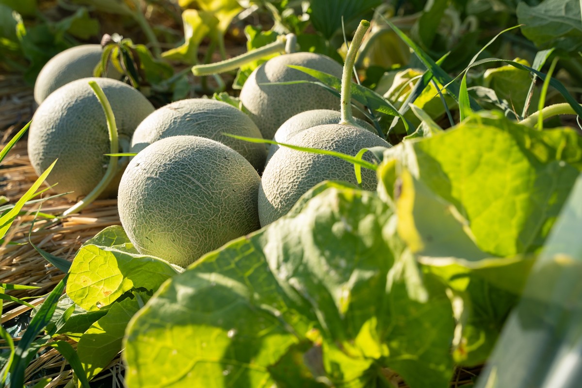 【先行予約】野木源の源喜メロン 1玉入り（2026年7月下旬～発送）　NO00016