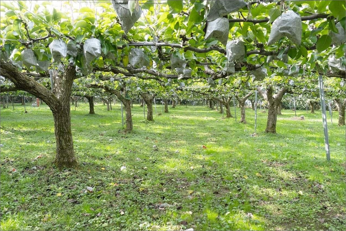 【先行予約】京丹後の梨ジュース 小瓶3本入り（2025年10月下旬～発送）　SF00018