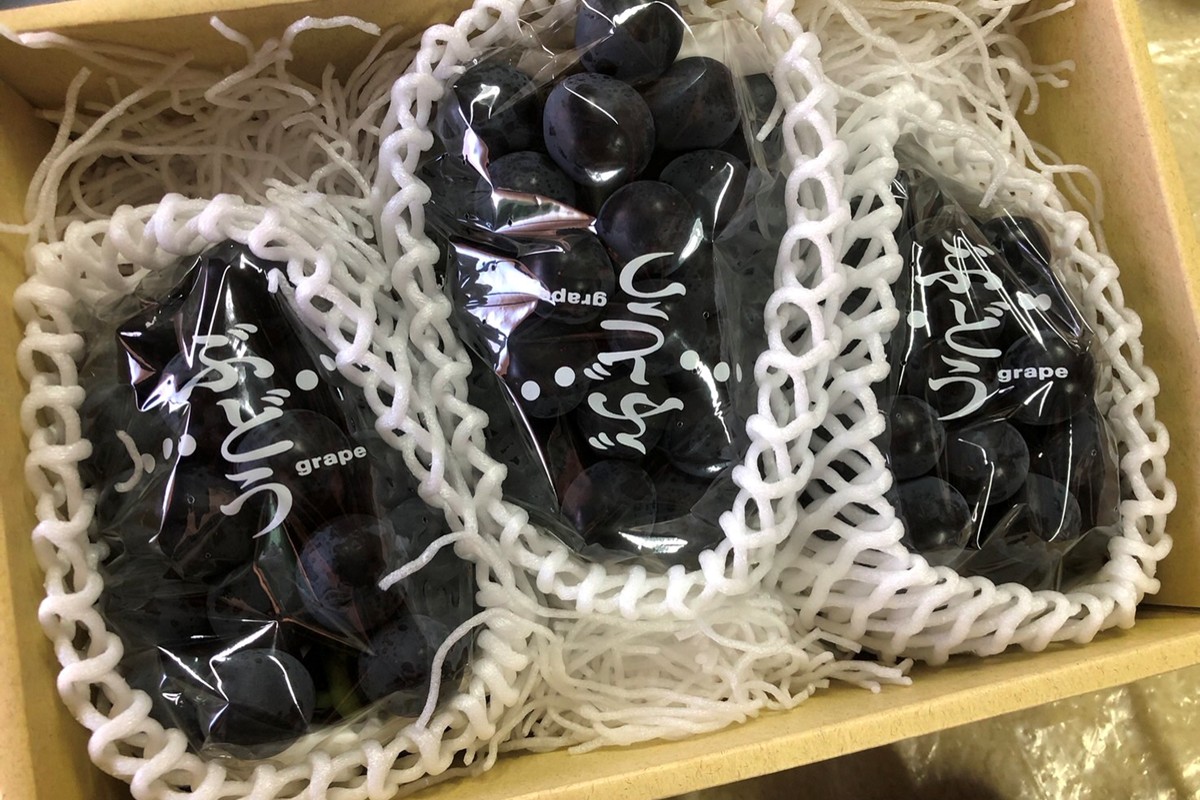 【先行予約】黒ぶどう詰め合わせ（1.5kg以上／3～4房）（2026年8月上旬～発送）　SF00035