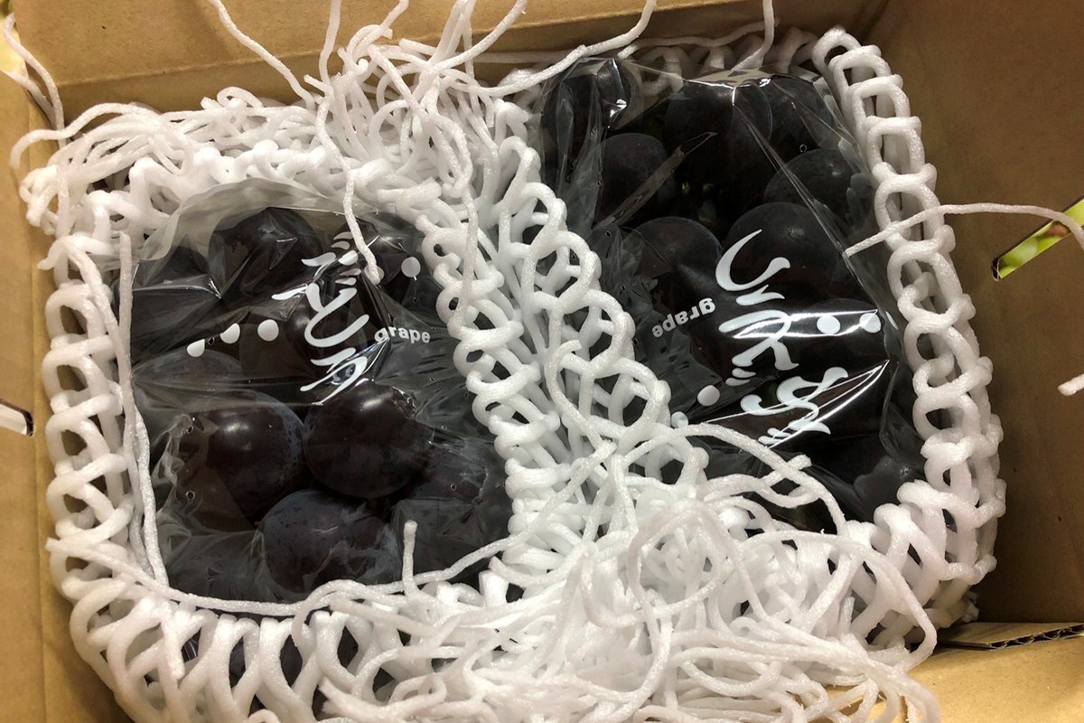 【先行予約】訳あり黒ぶどう2房入（1kg以上）（2026年8月上旬～発送）　SF00036