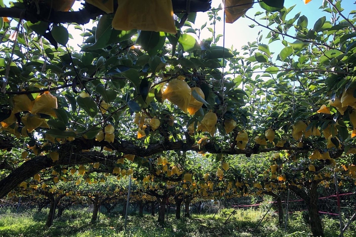 【先行予約／数量限定50】【訳あり】20世紀梨 優品 3kg（7～12玉入り）（2026年9月上旬～発送） なし 二十世紀梨 ふるさと 納税 梨 ふるさと 納税 20世紀梨　SF00052