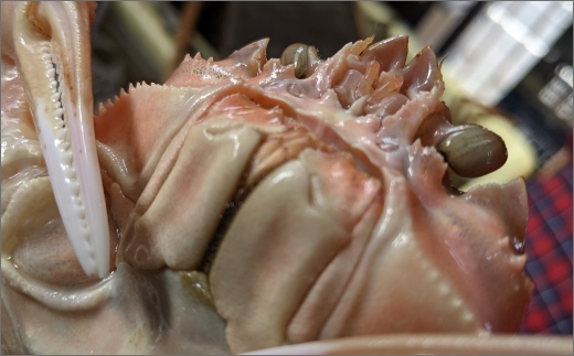 冬の旬松葉かに（山陰沖）京丹後の地元魚屋　特選茹で松葉かに　１２００ｇ以上１匹　TB00034