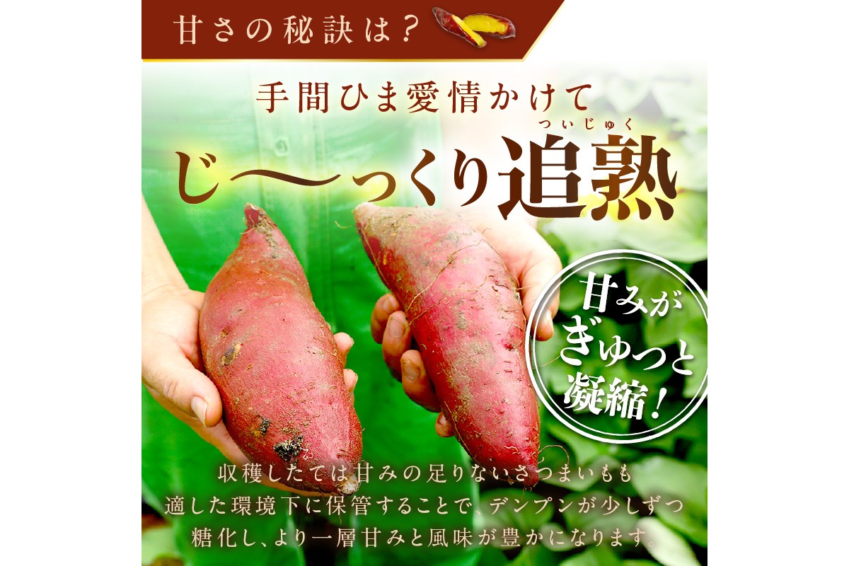 さつまいもオブザイヤー全国1位 京都・ 丹後産　さつまいも ふくむらさき　土付き（1本120〜450g程度）5kg　TF00057