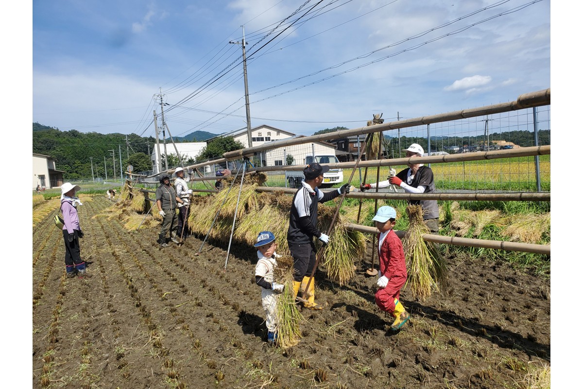 2025年産 京丹後産稲作発祥の地コシヒカリ特別栽培米 月の輪田米 玄米5kg（天日干し）　WK00001