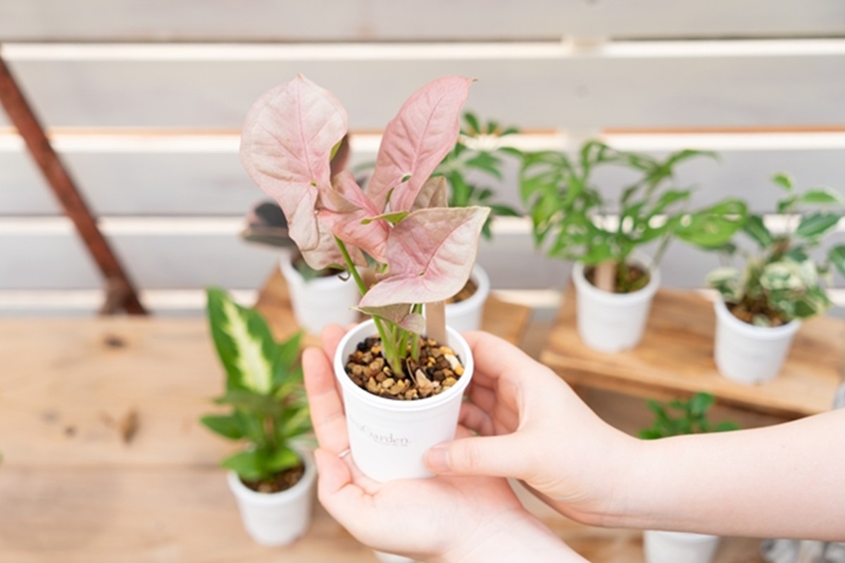 【お部屋にちょうどいい】観葉植物お試し3点セット｜専門店が選ぶ“はじめてのグリーン”【京都・京丹後】　YE00004