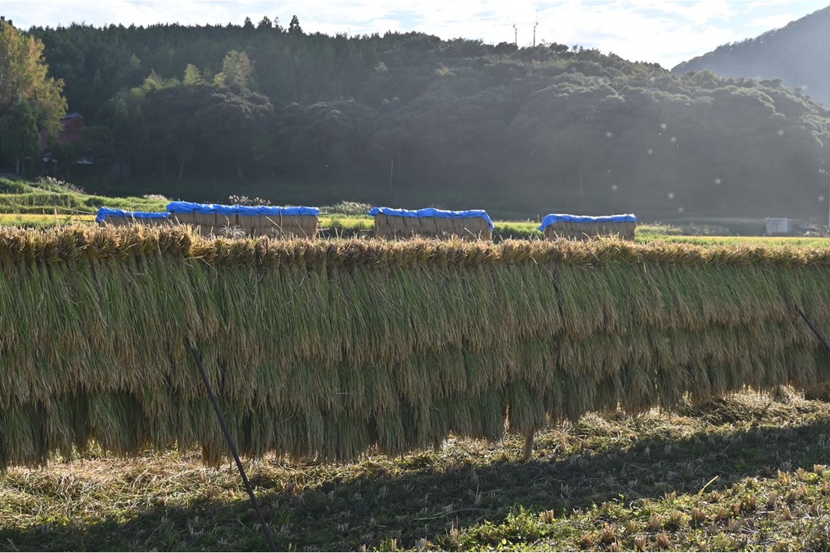 令和7年産　日本晴（玄米）3kg 米 玄米 3kg ふるさと納税 京都 丹後 数量限定　YF00012