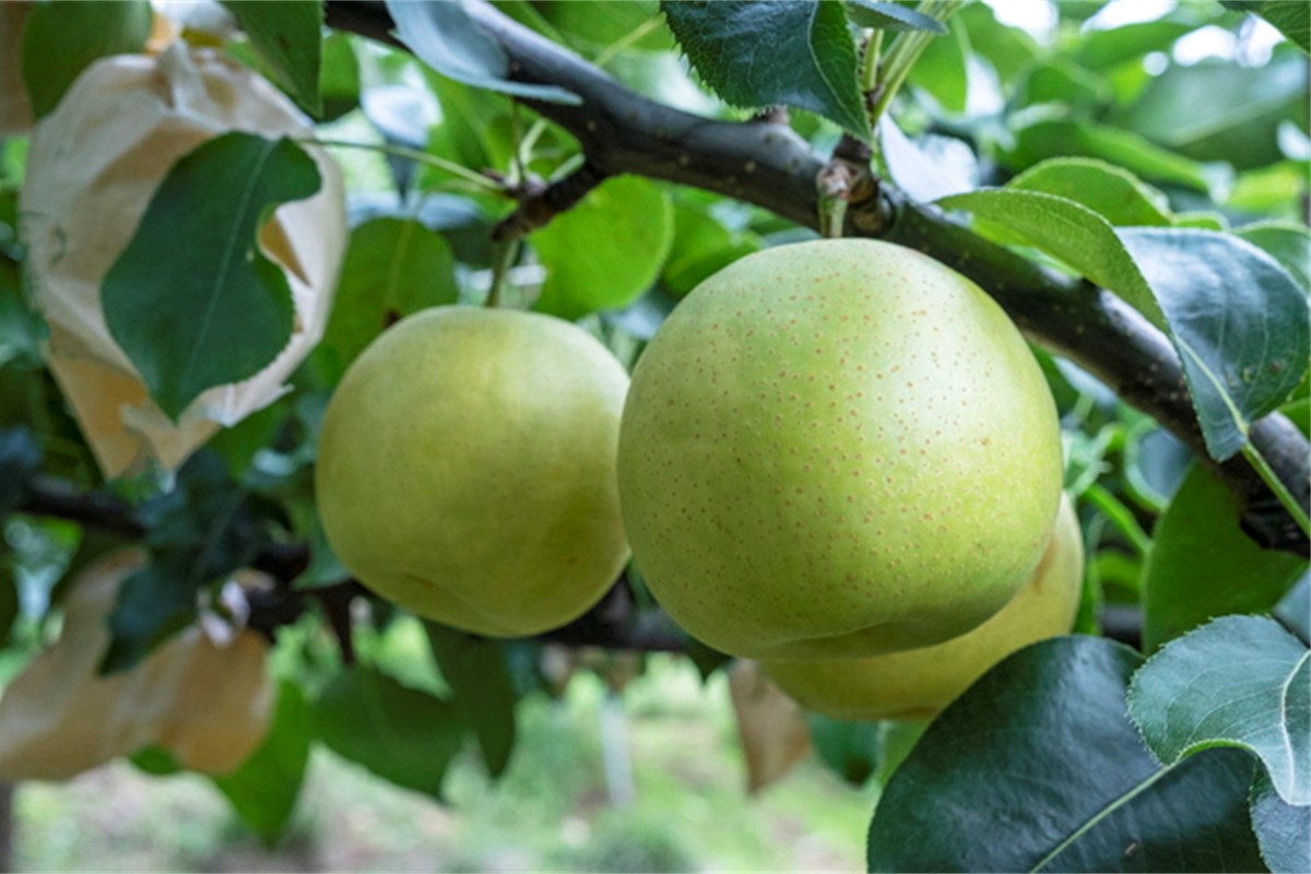 【先行予約】甘～ぃ！ジューシー！！青梨の王様 京丹後産 二十世紀梨5kg（12～18玉）（2026年9月上旬～発送）　YK00559