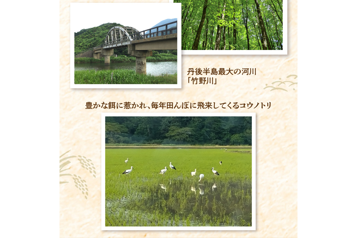 令和7年産 特別栽培米コシヒカリ 丹後椿（京丹後森本産） 2kg　AG00020