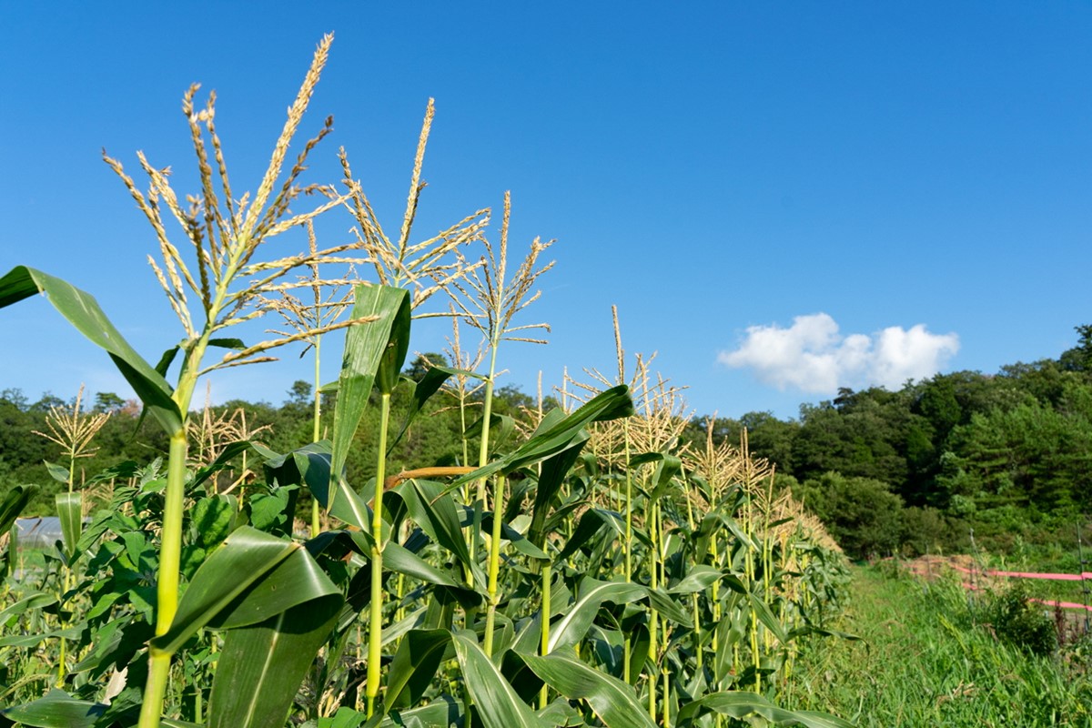 ＜てんとうむしばたけ＞有機とうもろこし5本　有機野菜 甘い 野菜 ふるさと納税 とうもろこし 期間限定 とうもろこしごはん かき揚げ 有機 オーガニック 産地直送 旬野菜 旬 コーン バター ペッパーランチ シャキシャキ 弾ける 丸ごと かぶりつき　BR00029