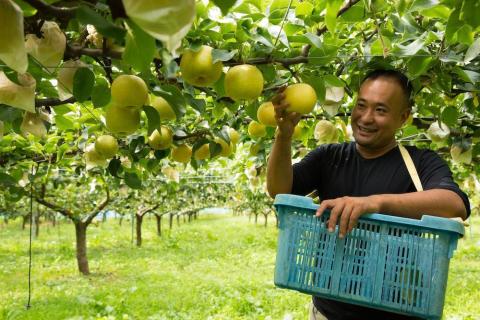 【先行予約】樹上完熟 豊水梨 5kg（10～16個）（2026年8月下旬～発送）　BF00010