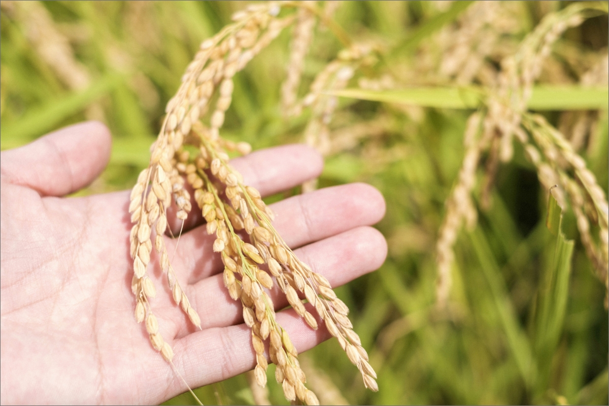 【先行予約】龍谷大学と共同開発／2025年産　京丹後産生物多様性米コシヒカリ「ゲンゴロウ郷の米」5kg箱入　CM00005