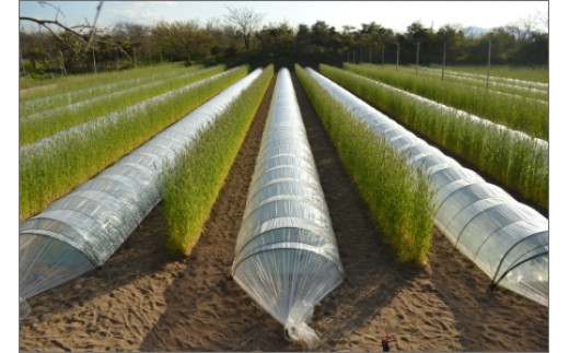 【先行予約／数量限定30】プレミアムメロン（新芳露・黄美香）セット（2026年7月下旬～発送）　DE00157